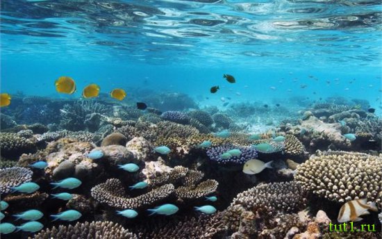 Коралловые рифы Мальдив