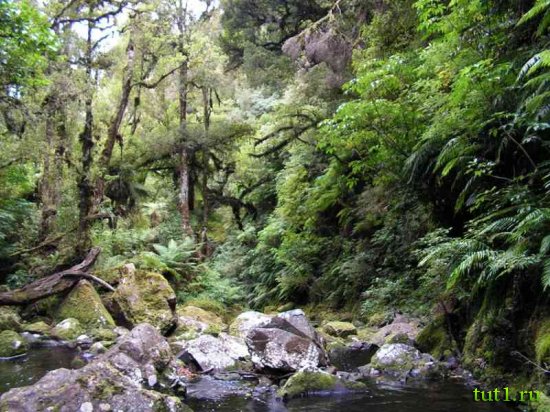 Новая Зеландия - реликтовый дождевой лес